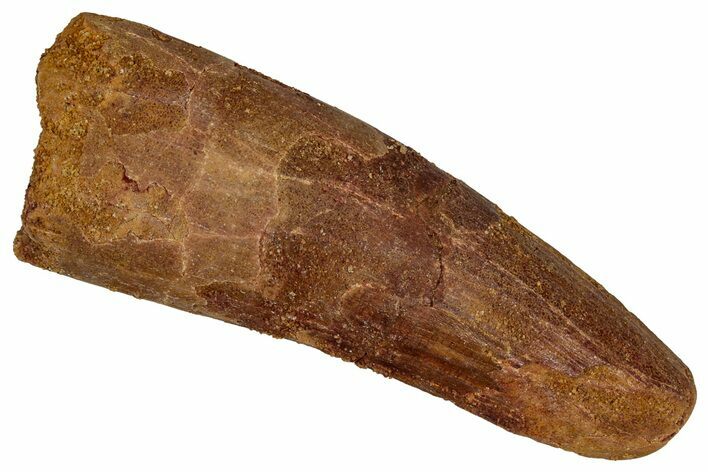 Fossil Spinosaurus Tooth - Feeding Worn Tip #355742